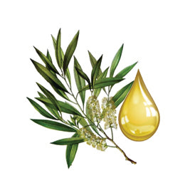 TEA TREE OIL