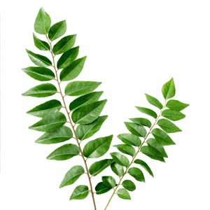 CurryLeaf