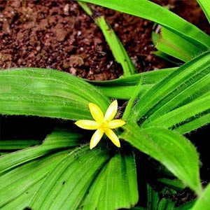 Nilappana