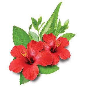 Hibiscus leaves & Flowers
